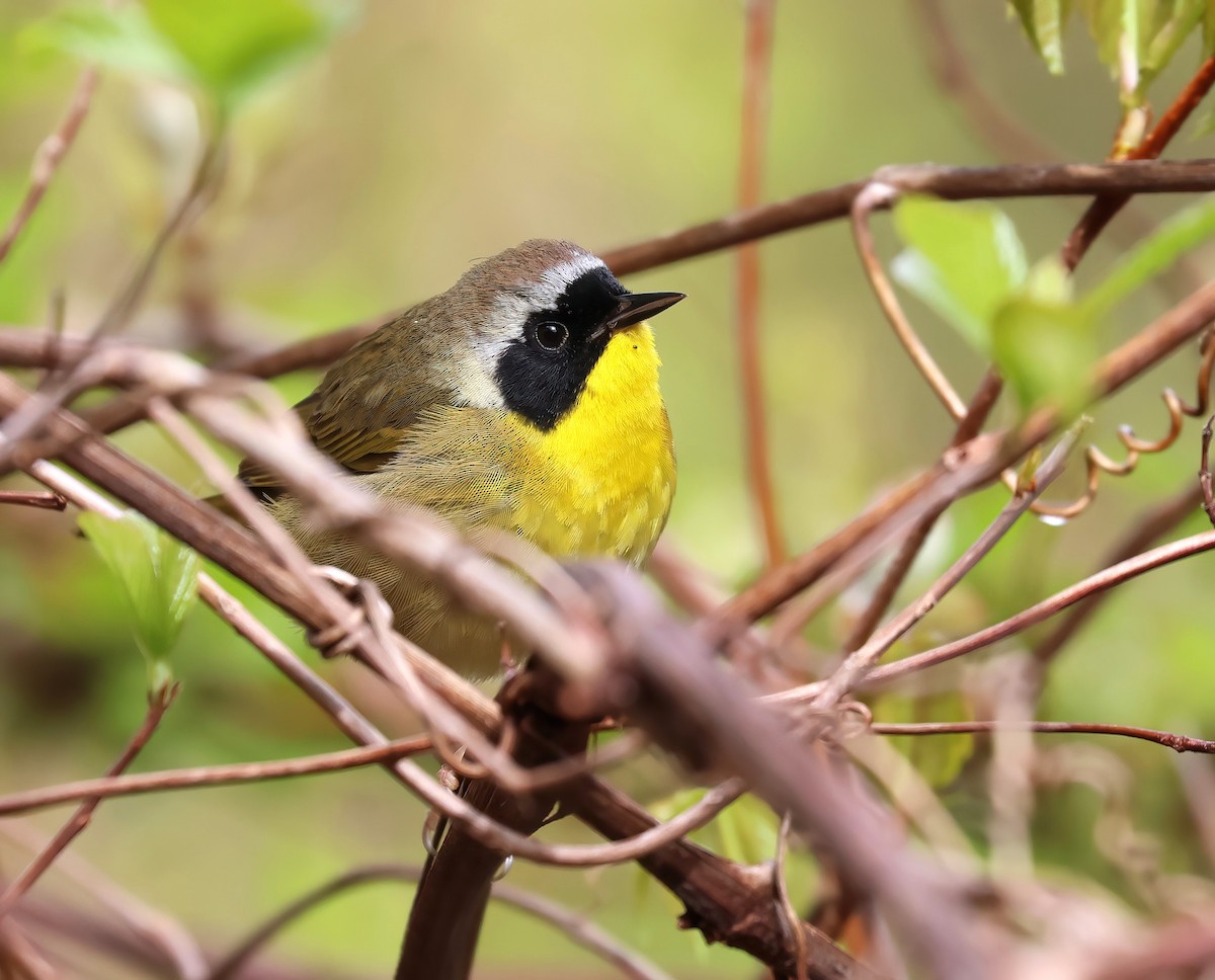 Common Yellowthroat - ML618772683