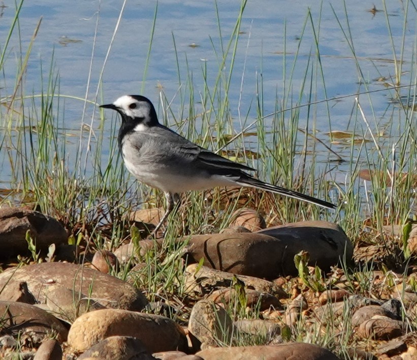 White Wagtail - Chris Johnson