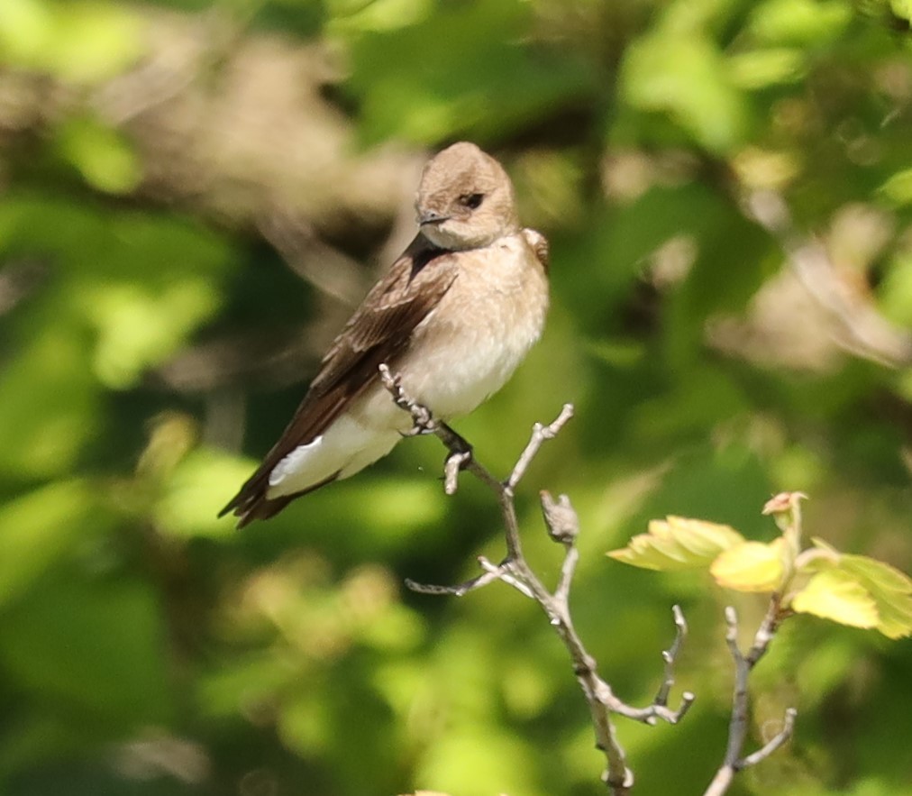 Northern Rough-winged Swallow - Eric Ginsburg