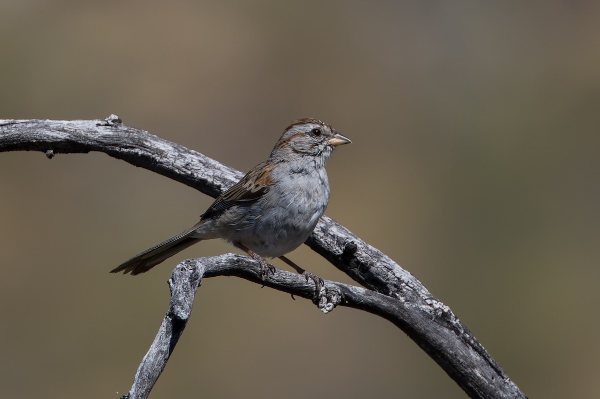 Rufous-winged Sparrow - Kyle Shay