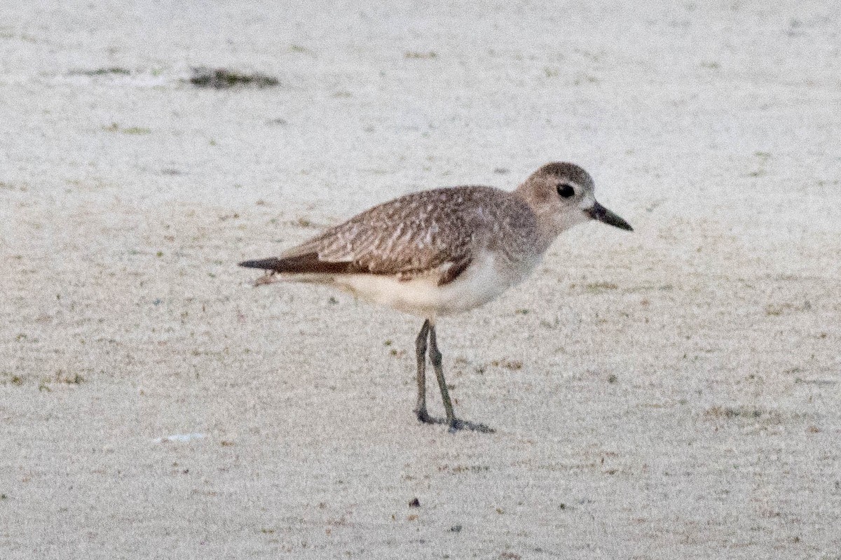 Black-bellied Plover - Ed Vigezzi