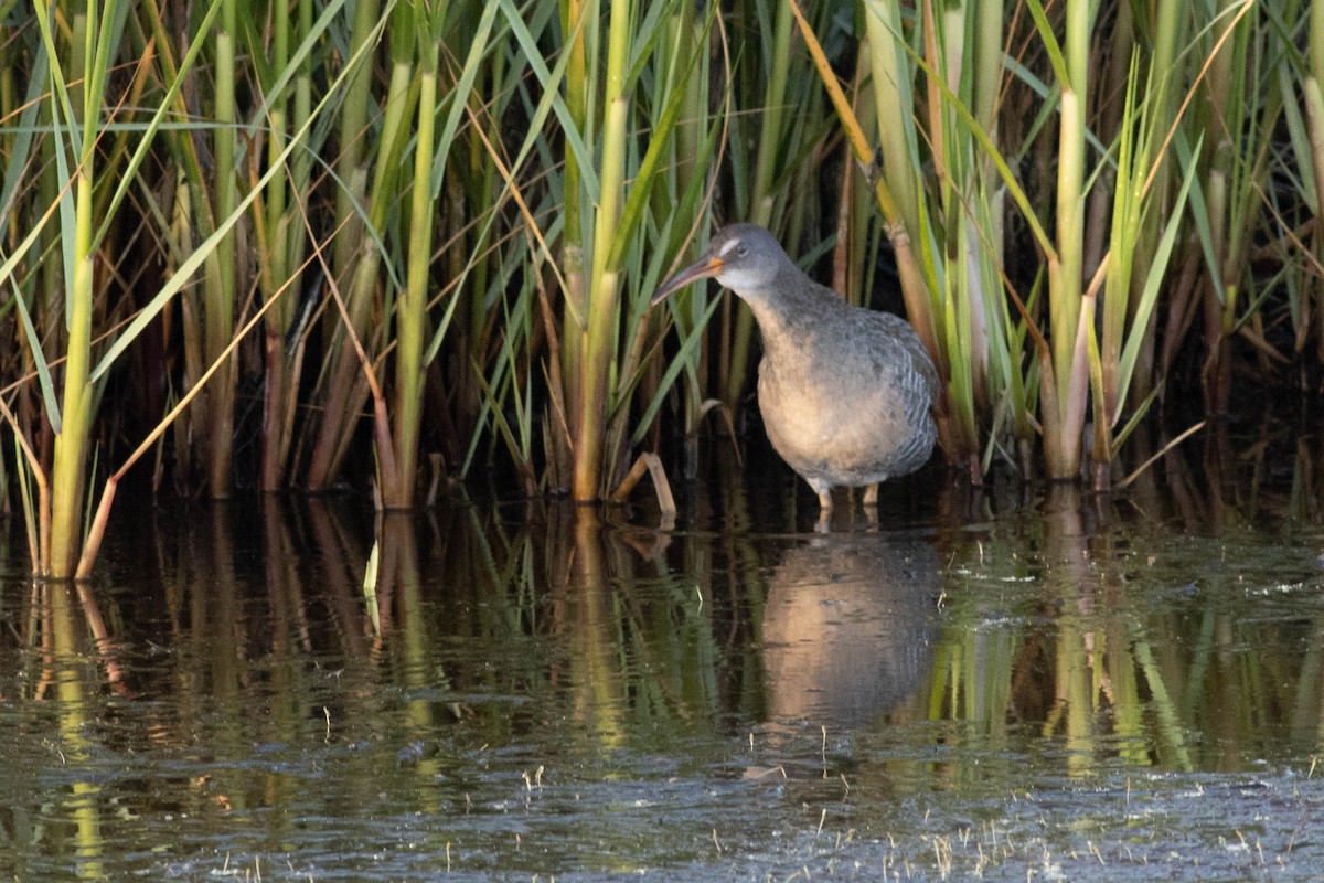 Clapper Rail - ML618772739