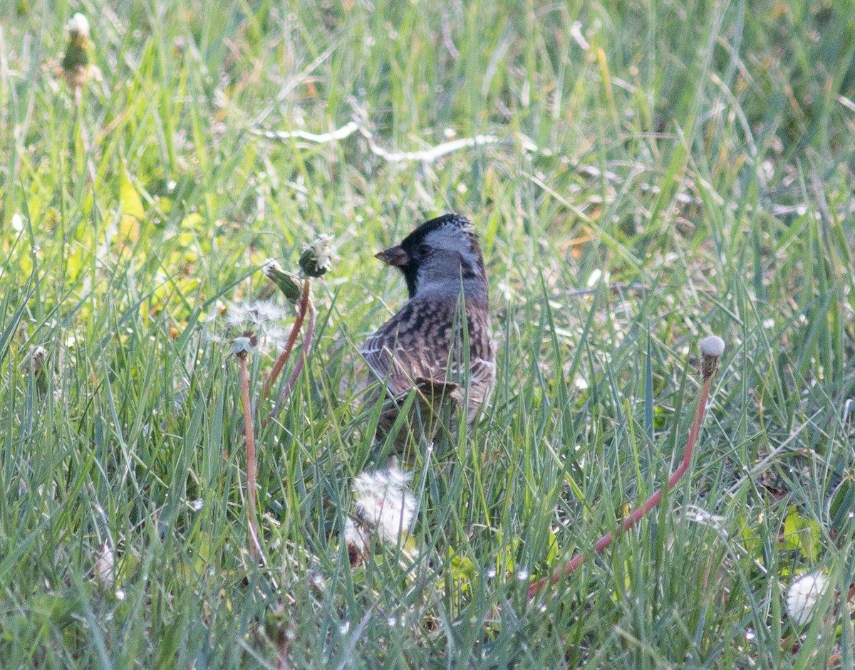 Harris's Sparrow - ML618772740