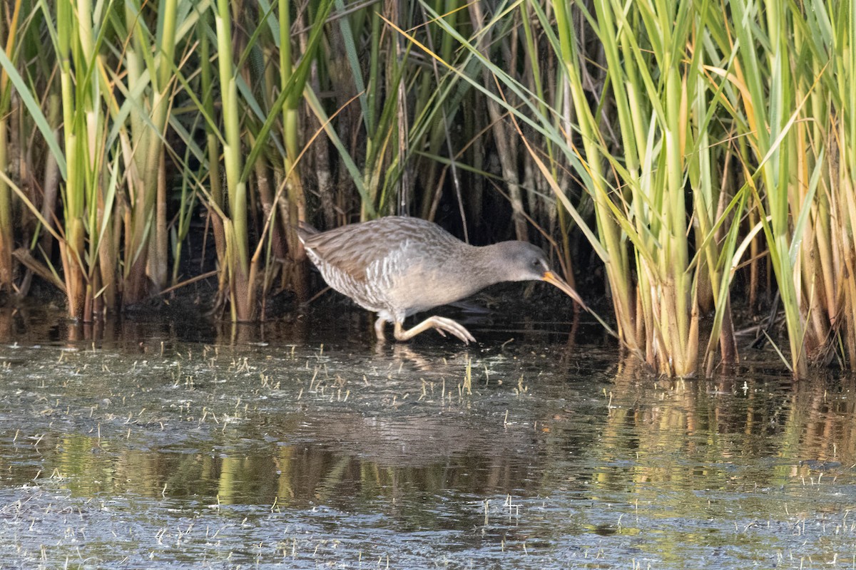 Clapper Rail - ML618772741