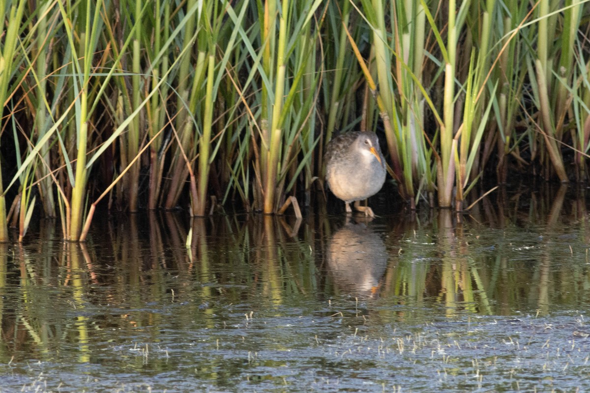 Clapper Rail - ML618772743