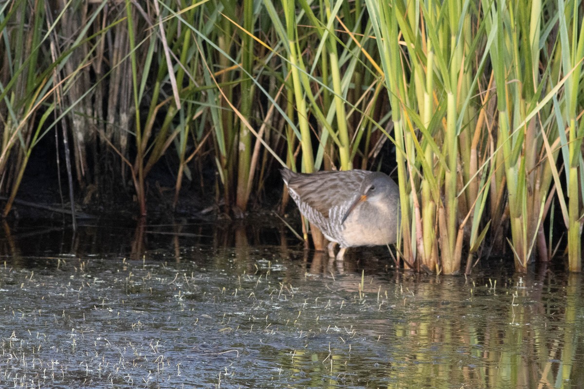 Clapper Rail - ML618772744