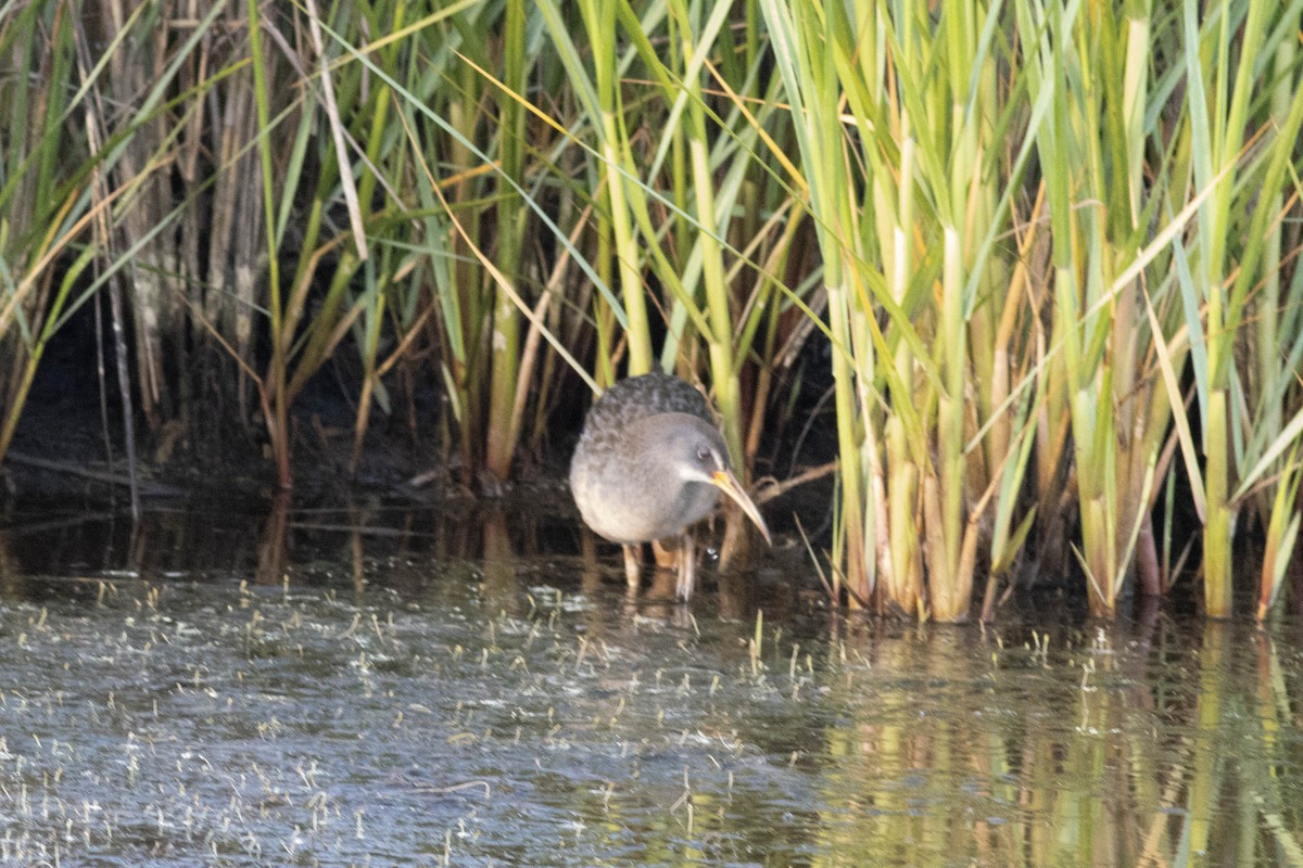 Clapper Rail - ML618772745