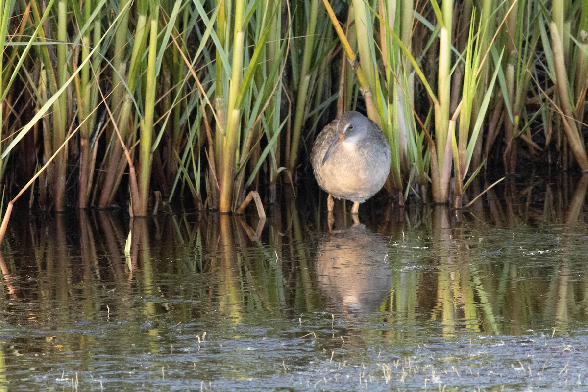 Clapper Rail - ML618772748