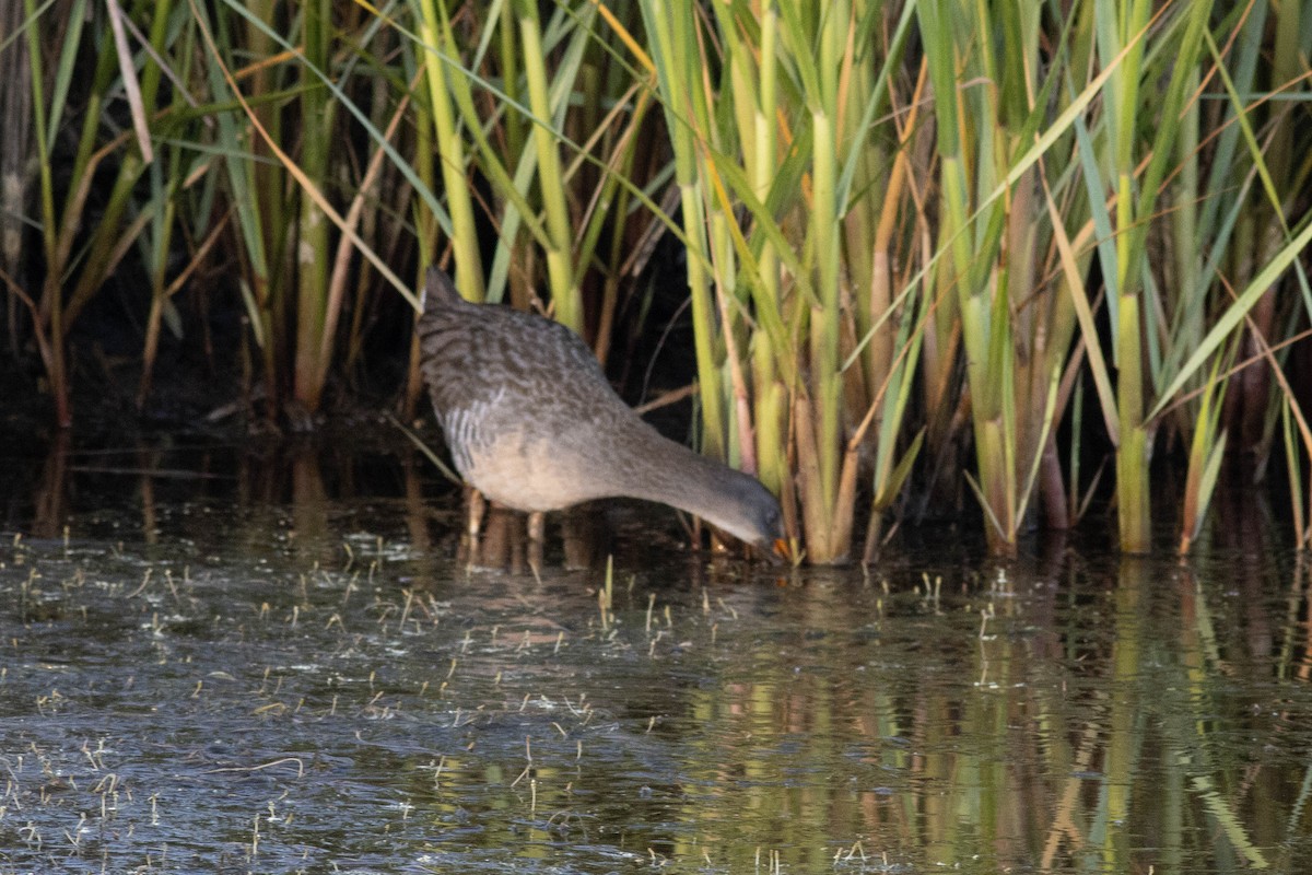 Clapper Rail - ML618772749