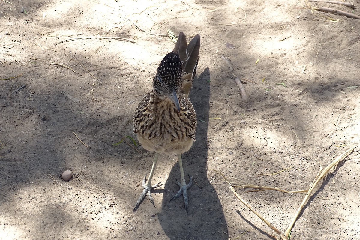 Greater Roadrunner - ML618772764