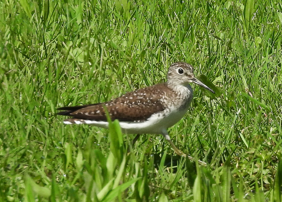 Solitary Sandpiper - ML618772775