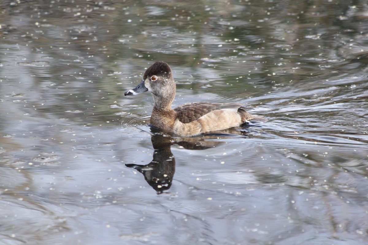 Ring-necked Duck - Andrew Gioannetti