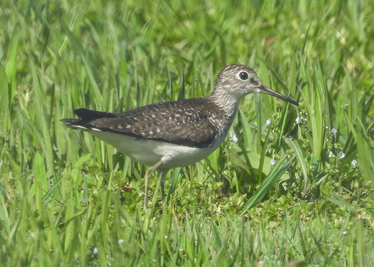 Solitary Sandpiper - ML618772795
