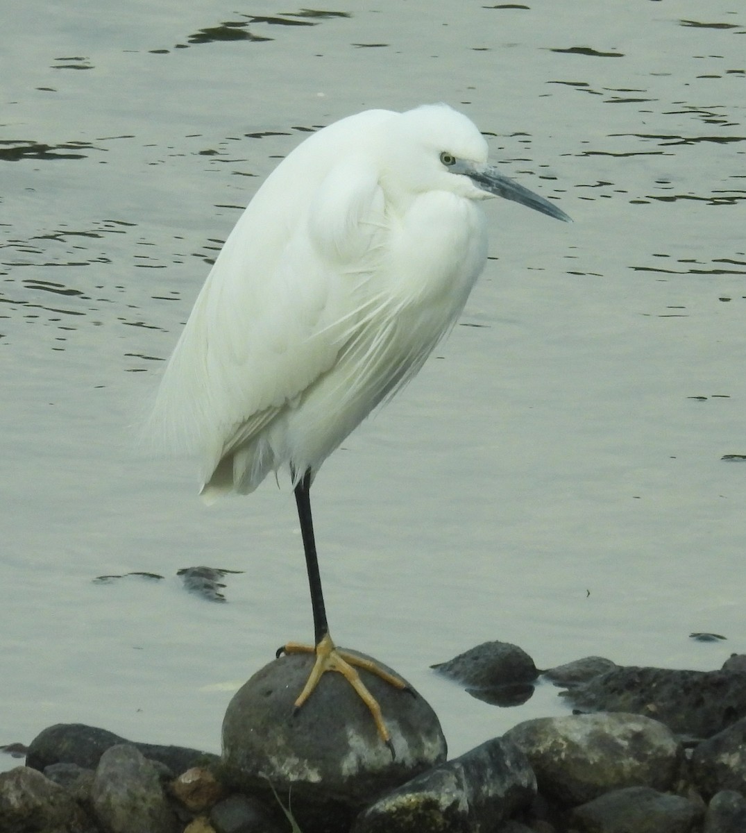 Little Egret - Jeffrey Blalock