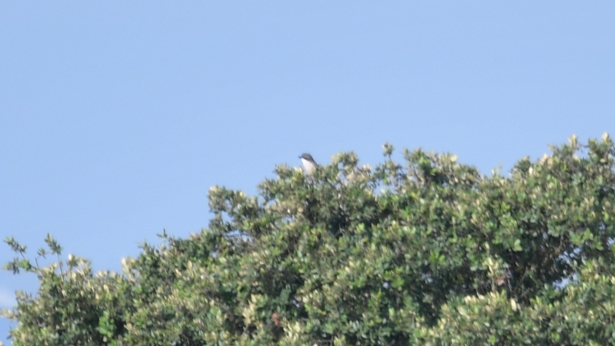 Iberian Gray Shrike - Carl Winstead