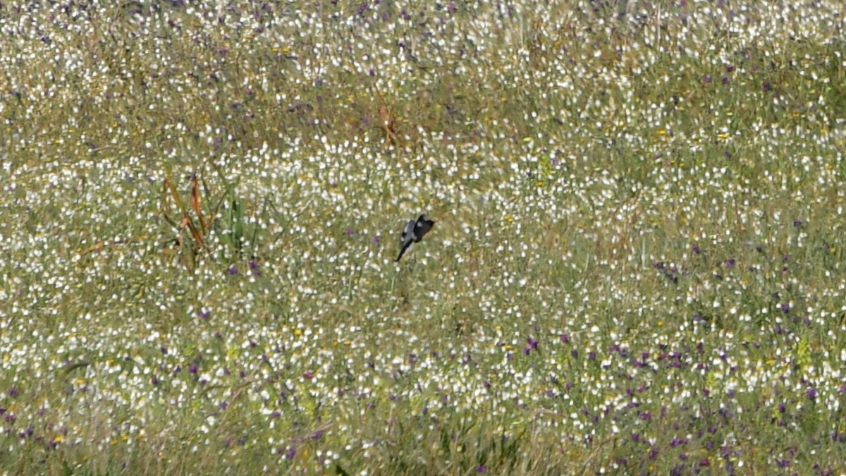 Iberian Gray Shrike - Carl Winstead