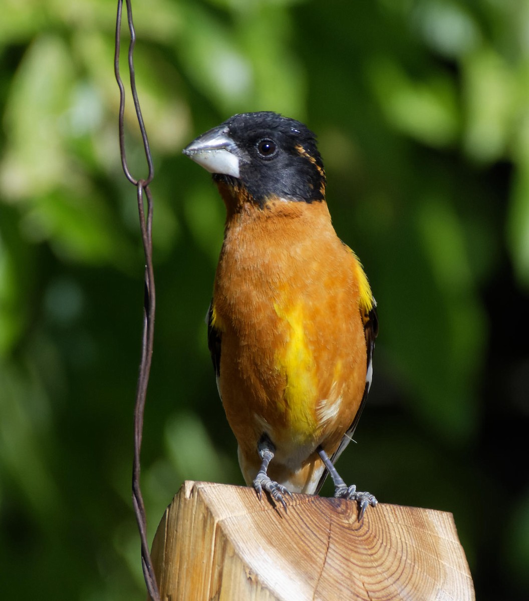 Black-headed Grosbeak - Leslie Holzmann