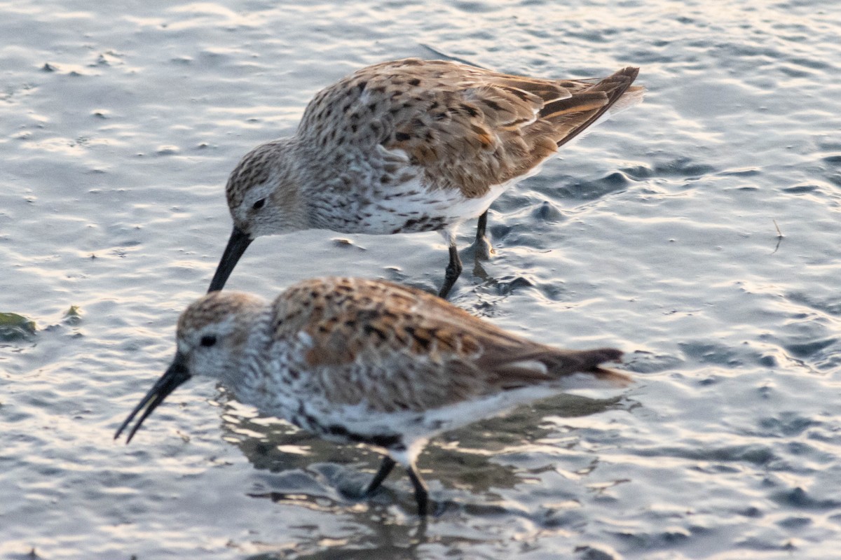 Dunlin - Ed Vigezzi