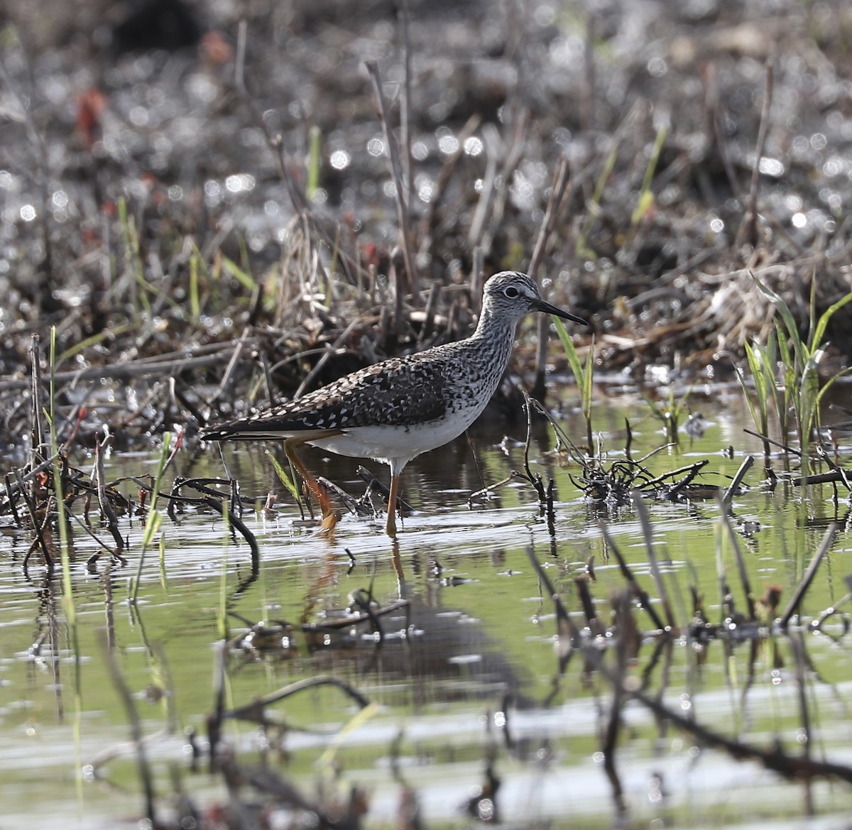 Lesser Yellowlegs - Marco Bouchard