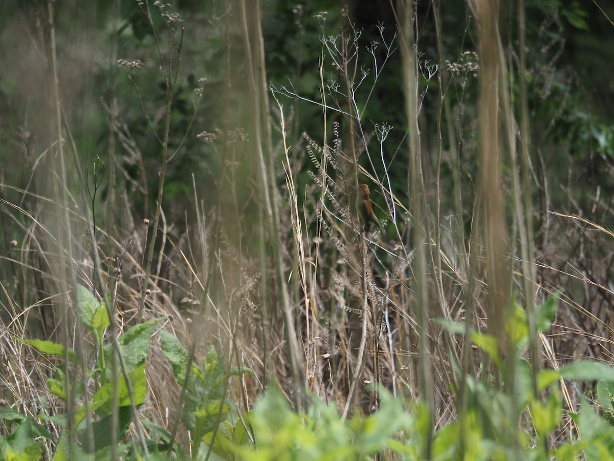 Indigo Bunting - david parsley