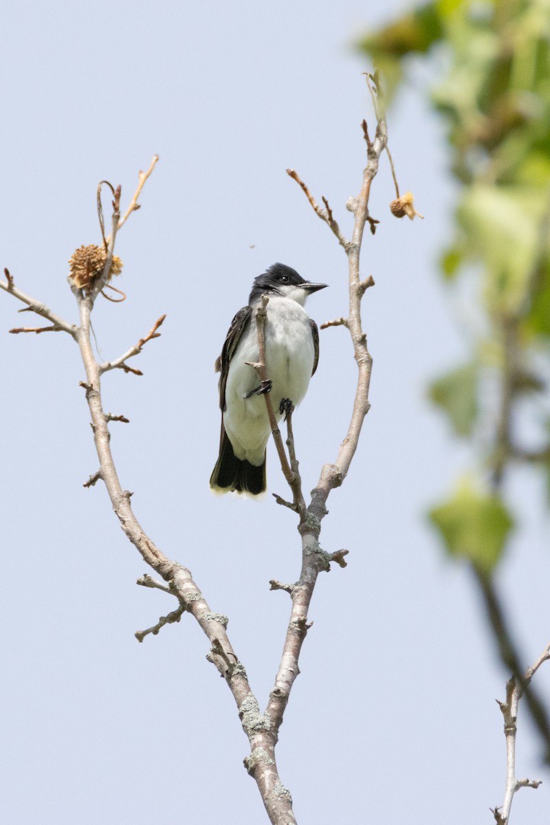 Eastern Kingbird - ML618772917