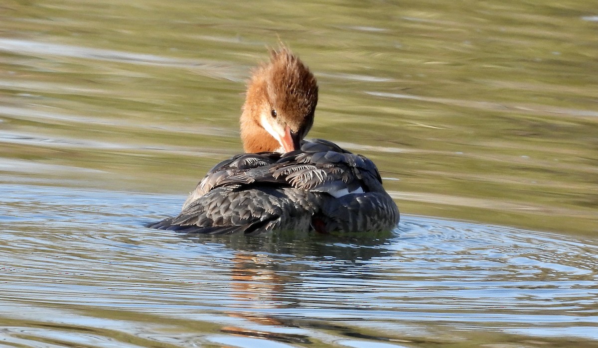 Common Merganser - Peter Smythe