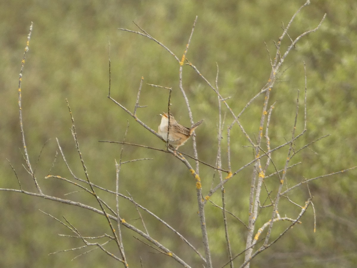 Sedge Wren - Jeff DeRuyter