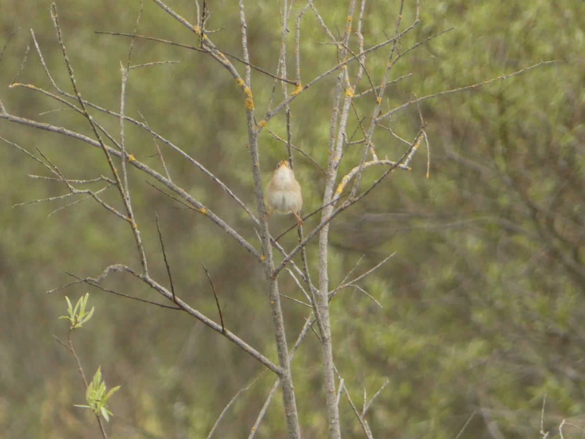 Sedge Wren - Jeff DeRuyter