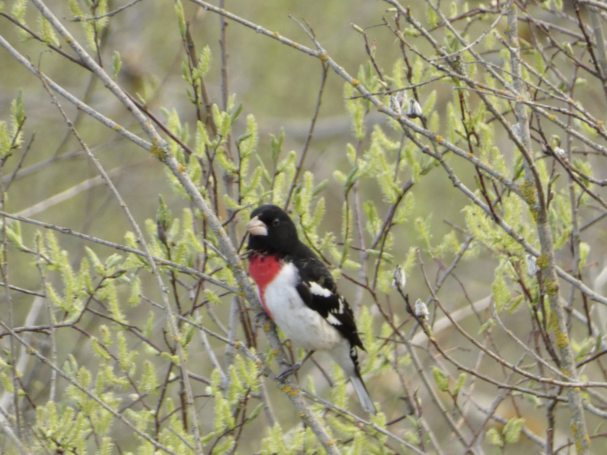 Rose-breasted Grosbeak - Jeff DeRuyter