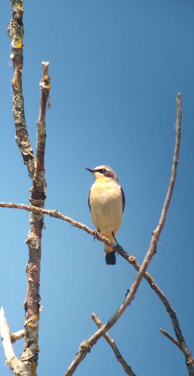 Northern Wheatear - ML618772939