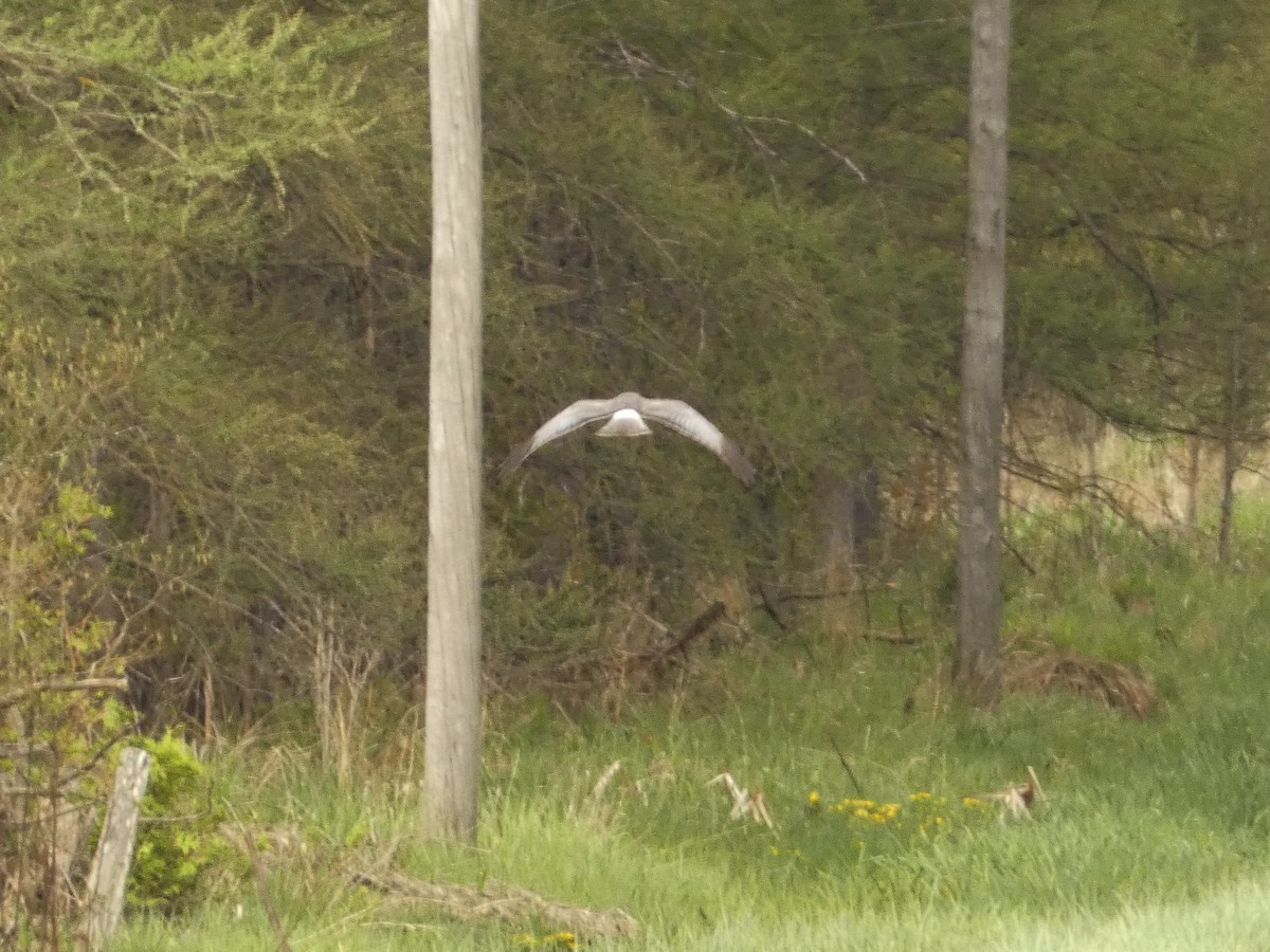 Northern Harrier - Jeff DeRuyter