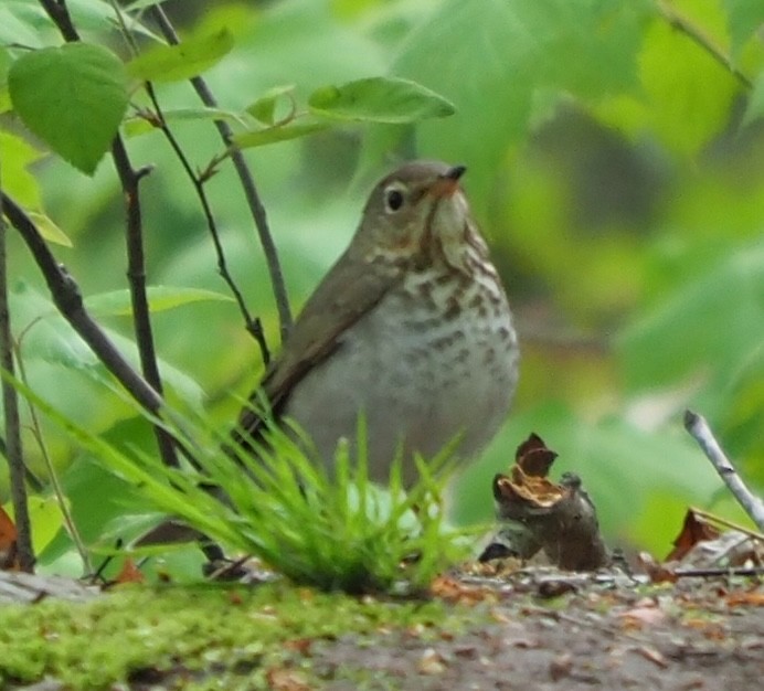 Swainson's Thrush - ML618772960