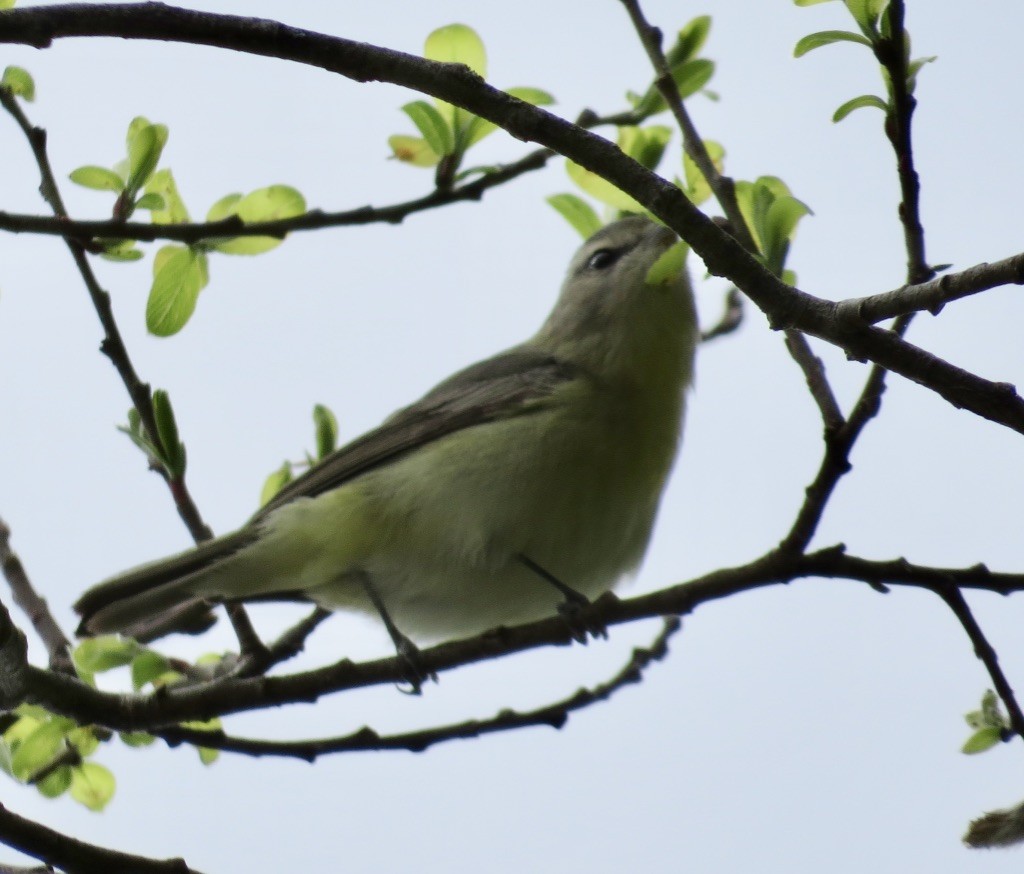 Philadelphia Vireo - ML618772961