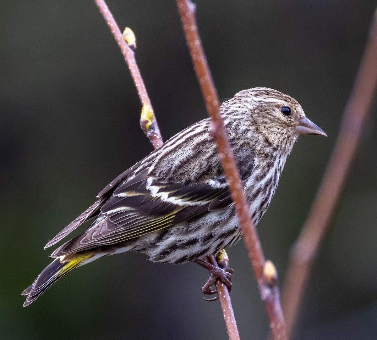 Pine Siskin - John Alexander