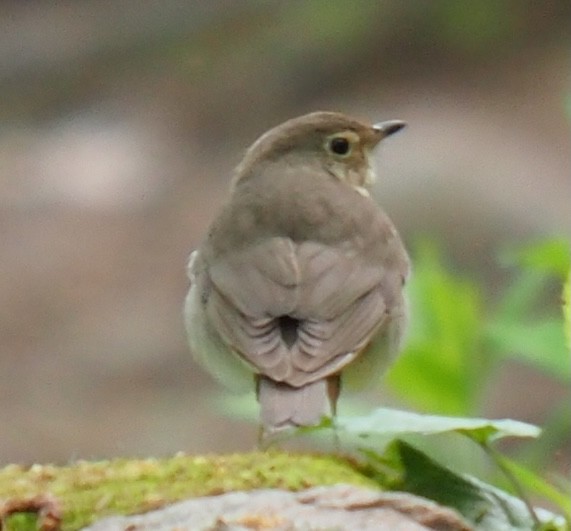 Swainson's Thrush - ML618772965