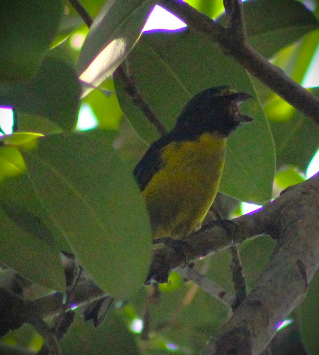 Green-throated Euphonia - ML618773016