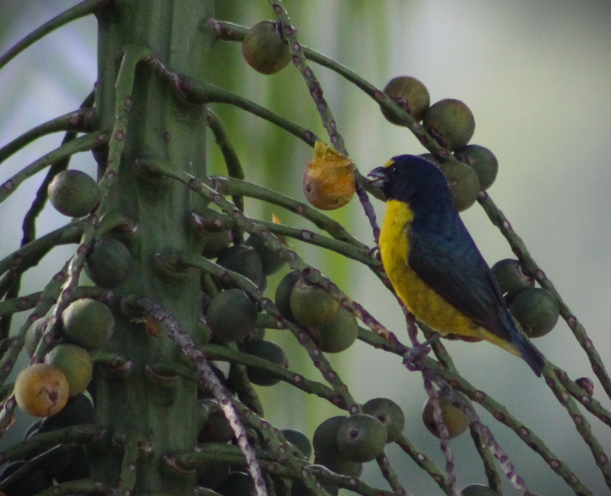 Green-throated Euphonia - ML618773017