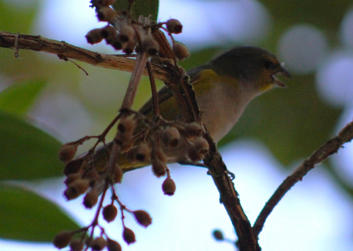 Green-throated Euphonia - ML618773018