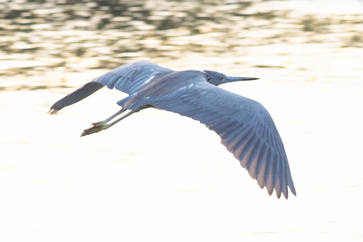 Tricolored Heron - ML618773030