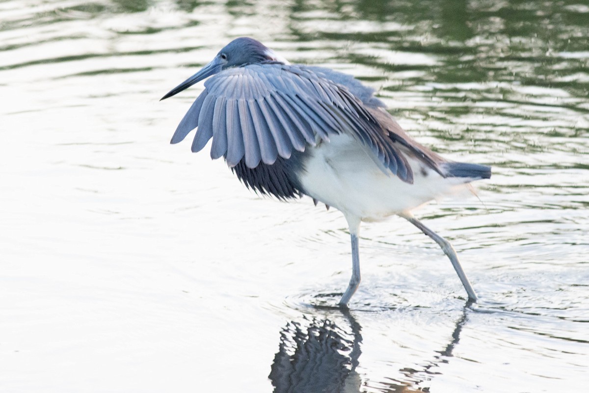 Tricolored Heron - ML618773033