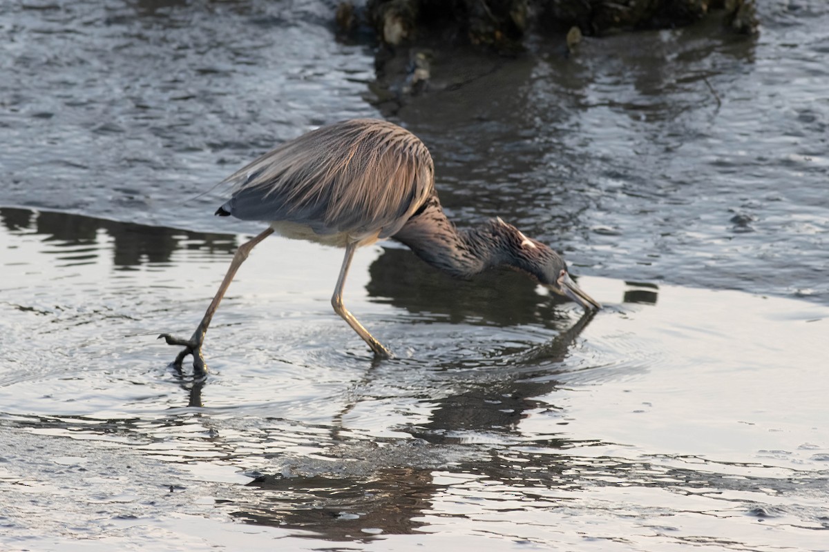 Tricolored Heron - ML618773034