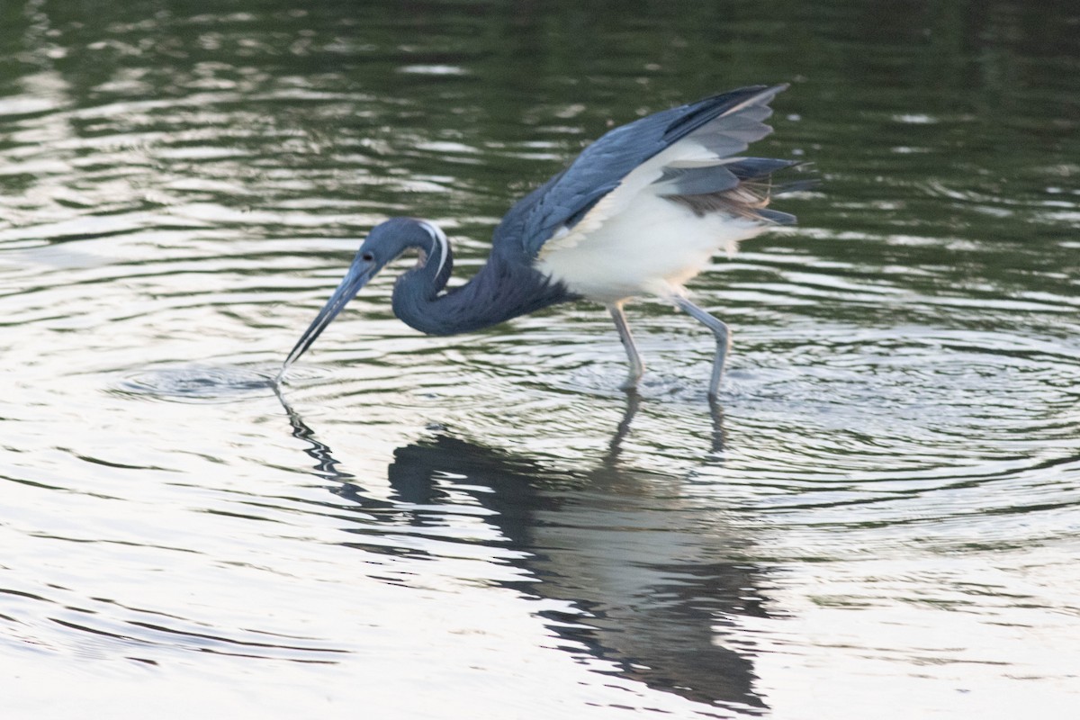 Tricolored Heron - ML618773036