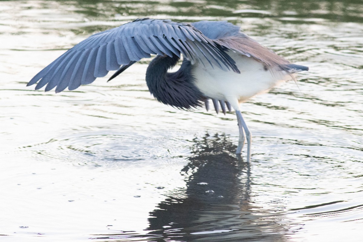 Tricolored Heron - ML618773037