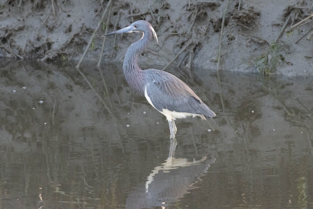 Tricolored Heron - ML618773042