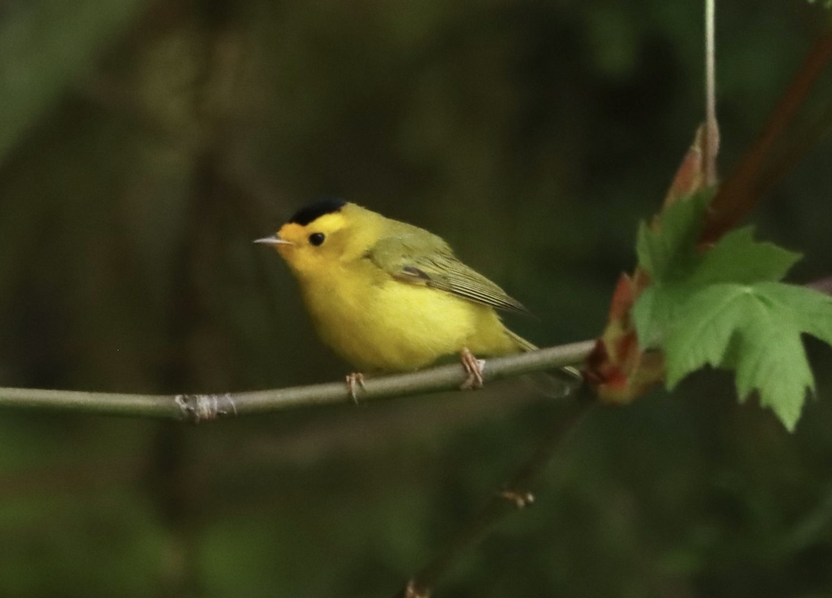 Wilson's Warbler - ML618773048