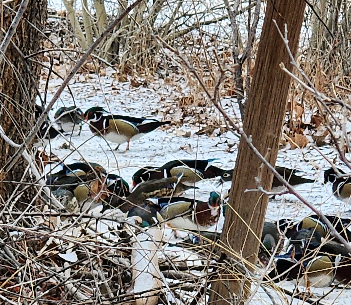 Wood Duck - Nancy Cox