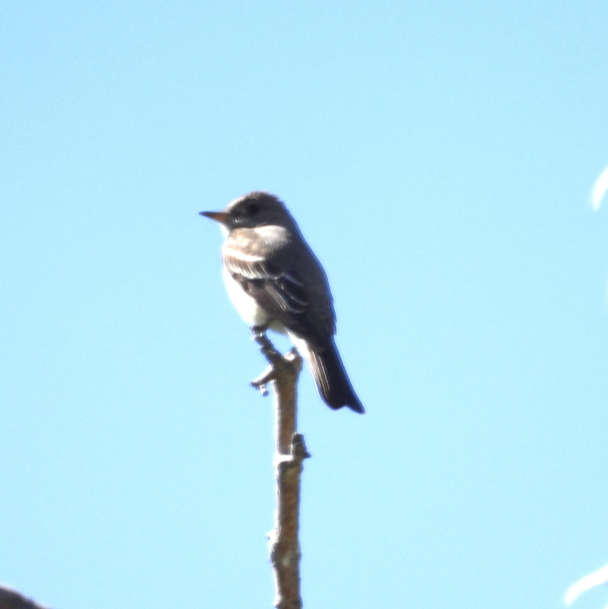 Western Wood-Pewee - ML618773068