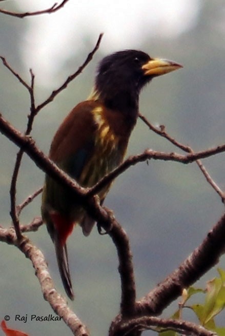 Great Barbet - Raju Pasalkar