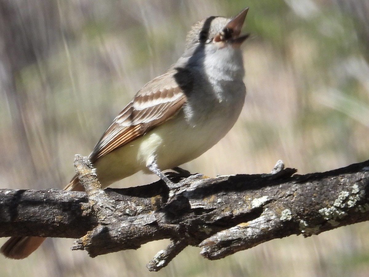 Ash-throated Flycatcher - ML618773081