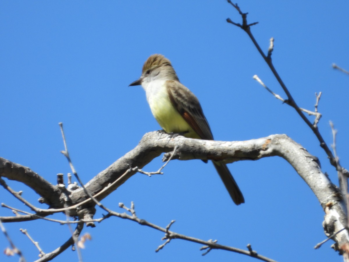 Brown-crested Flycatcher - ML618773097